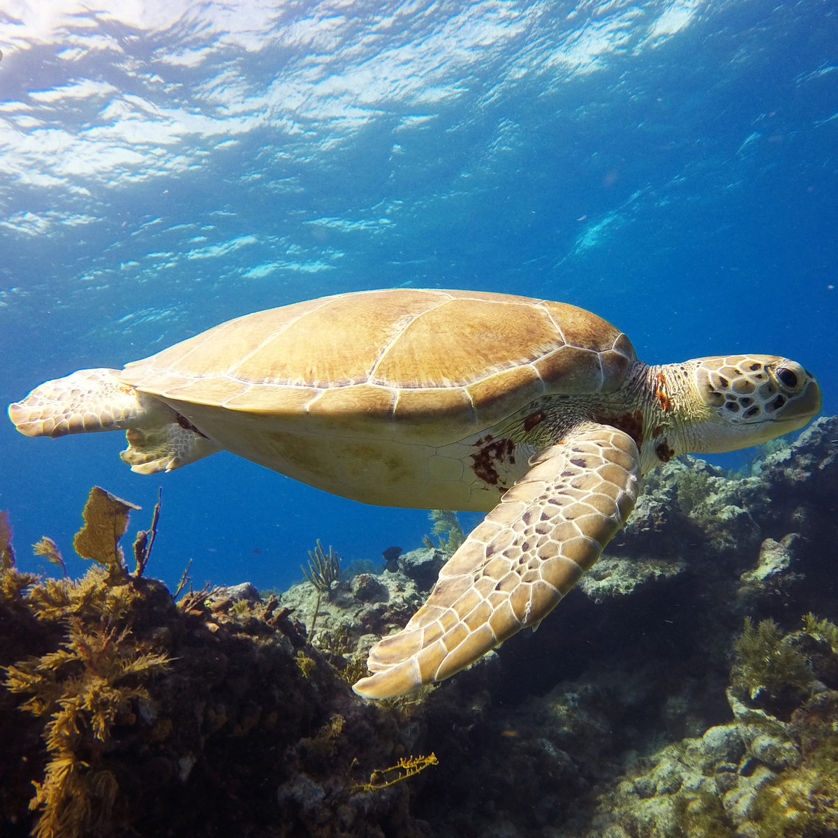 PADI Sea Turtle Awareness Specialty Course